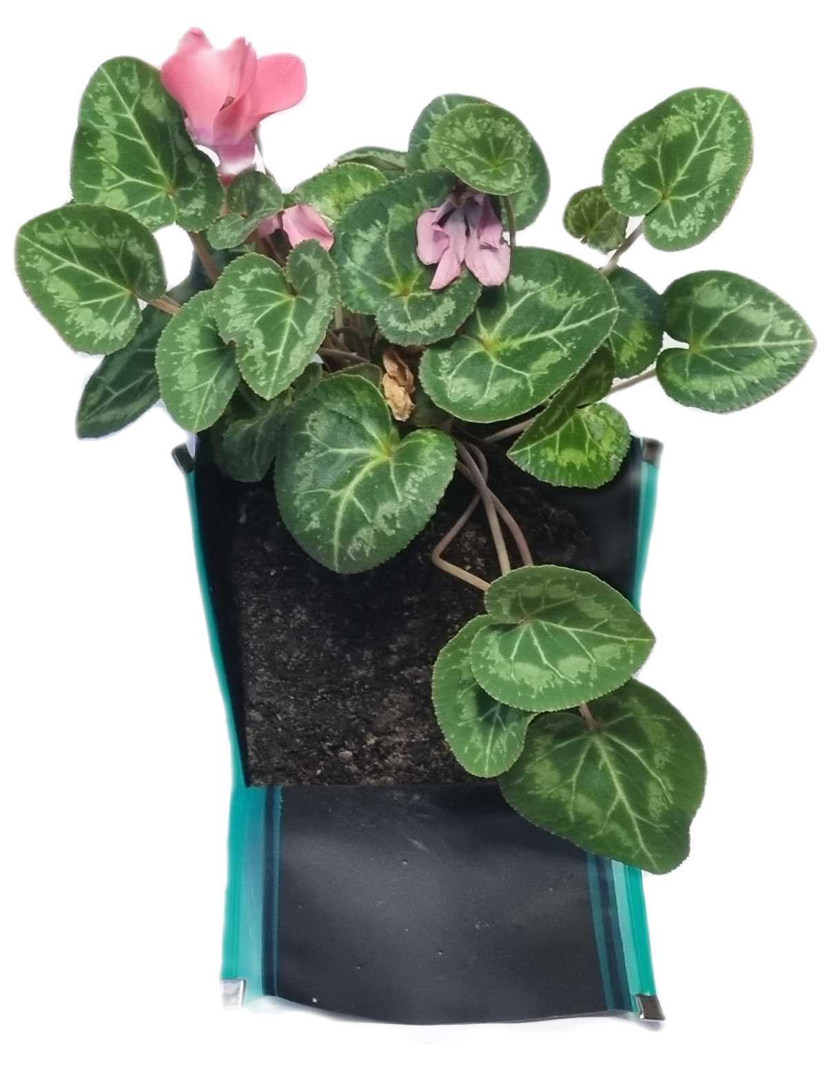ZIP N Grow folding eco plant pots. Sold in packs of 4, with 4 sizes, 8cmx8cmx 10cm high- 10x10x14cm high-12x12x16cm high-16x16x20cm high